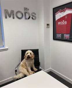 Megan-MODS-dog